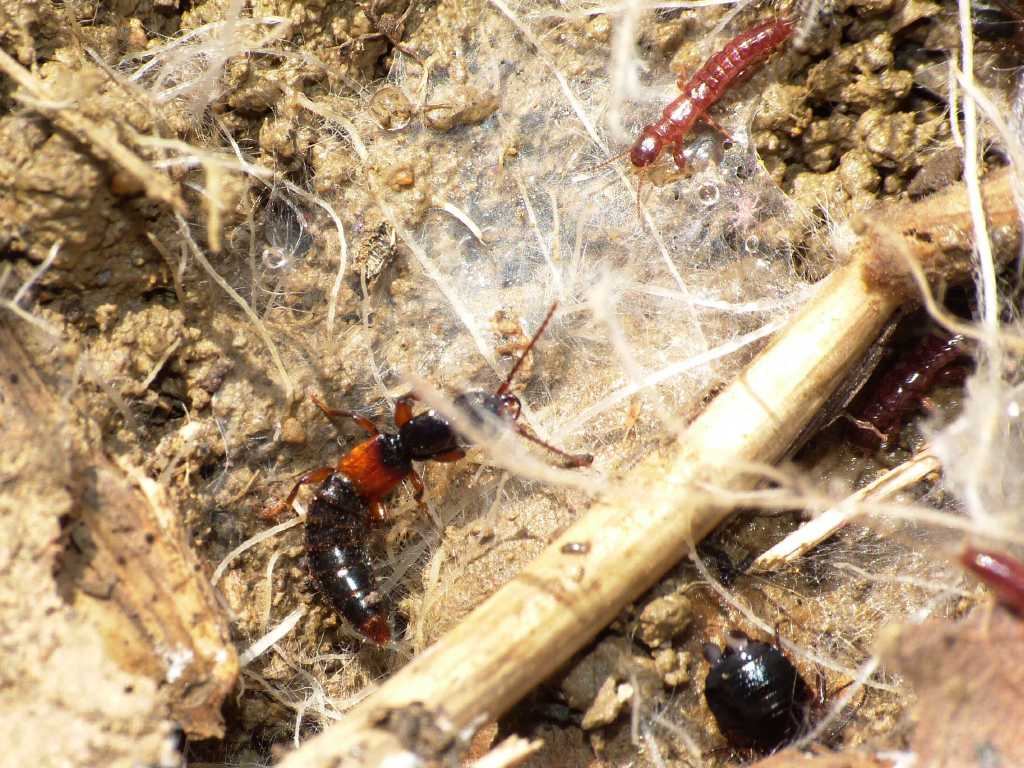 Staphylinidae 3 - Achenium sp.